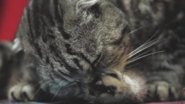 Gri tekir kedi yüzünü yıkar. Temiz bir kedi pençesini diliyle yıkar. Güzel bir evcil hayvan. En sevdiği hayvan. Hijyenik prosedürler. Viski katlama. Safkan mı? Asılı kulaklar