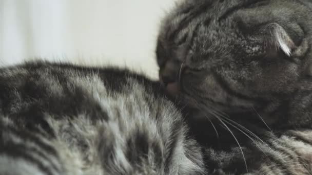 A szürke cica megmossa az arcát. Egy tiszta macska megmossa a mancsát a nyelvével. Egy gyönyörű kisállat. Kedvenc állat. Higiénikus eljárások. Scotch Fold-ot. Alaposan átneveltek. Akasztófül — Stock videók