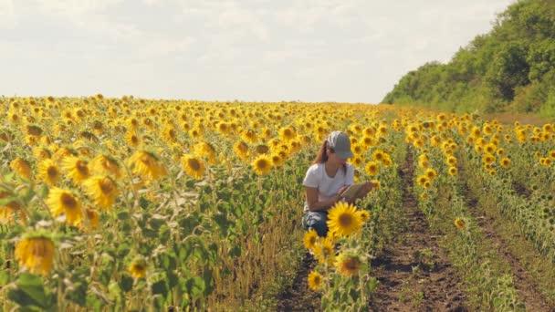 Een agronomist met een tablet in zijn handen werkt in een veld met zonnebloemen. Verkoop online. Het meisje werkt in het veld aan de analyse van de groei van de plantencultuur. Moderne technologie. Volgorde — Stockvideo