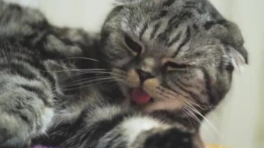 İngiliz İskoç kedisi dilini yıkıyor. Mutlu kedi yıkar, patisini yalar. Kedi yalan söylüyor. Güzel tekir kedi. Hayvan odada dinleniyor. Evde kal..