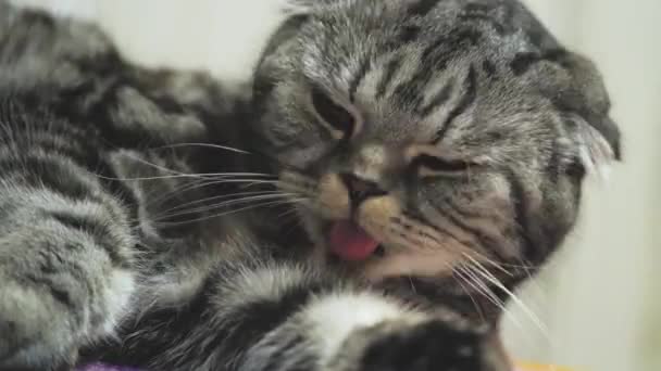 Brit skót hajtogatós macska mossa a nyelvét. Boldog macska mos, nyalogatja a mancsát. A macska hazudik. Gyönyörű cicamica. A háziállat a szobában pihen. Maradj otthon.. — Stock videók