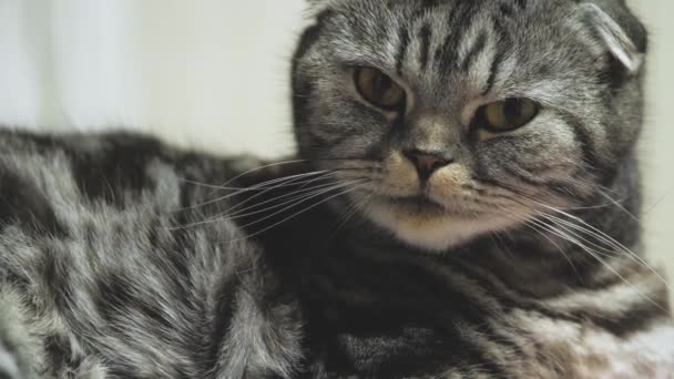 Skót Fold fajta macskák. A csíkos szürke macska pihen. Kedvenc háziállatai. Közelkép — Stock videók