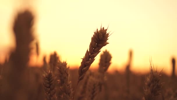 Espigas de trigo en el campo a durante la puesta del sol. agricultura de trigo cosecha concepto agronegocios. caminar en el campo de trigo grande. gran cosecha de trigo en verano en el campo estilo de vida paisaje — Vídeos de Stock