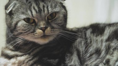 Gri tekir kedi yüzünü yıkar. Temiz bir kedi pençesini diliyle yıkar. Güzel bir evcil hayvan. En sevdiği hayvan. Hijyenik prosedürler. Viski katlama. Safkan mı? Asılı kulaklar