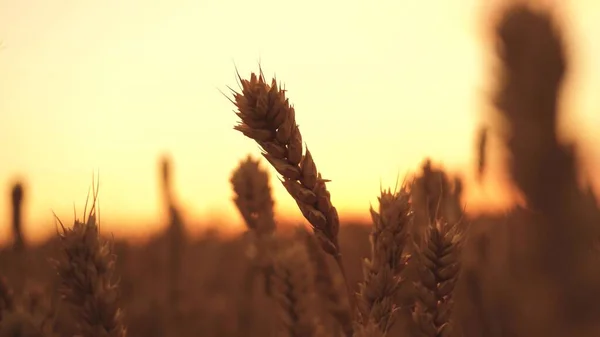 Espigas de trigo no campo a durante o pôr do sol. agricultura de trigo colheita agronegócio conceito. andar em campo de trigo grande. grande colheita de trigo no verão no estilo de vida de paisagem de campo — Fotografia de Stock