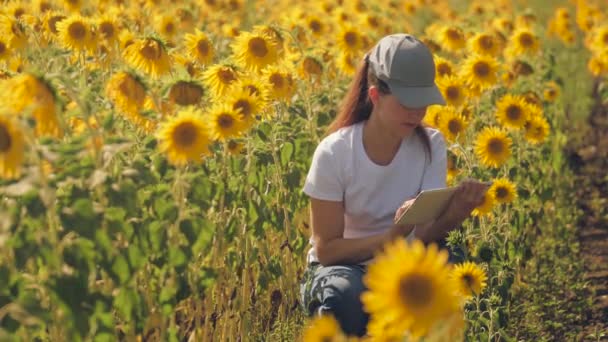 一个手里拿着石碑的农艺学家在有向日葵的田里工作。在网上销售。这个女孩在田里工作，分析植物生长情况。现代技术。秩序 — 图库视频影像