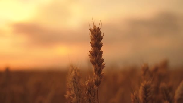 Вуха пшениці на полі під час заходу сонця. Концепція вирощування пшеничного сільського господарства. ходити у великому пшеничному полі. великий урожай пшениці влітку на польовому пейзажному способі життя — стокове відео
