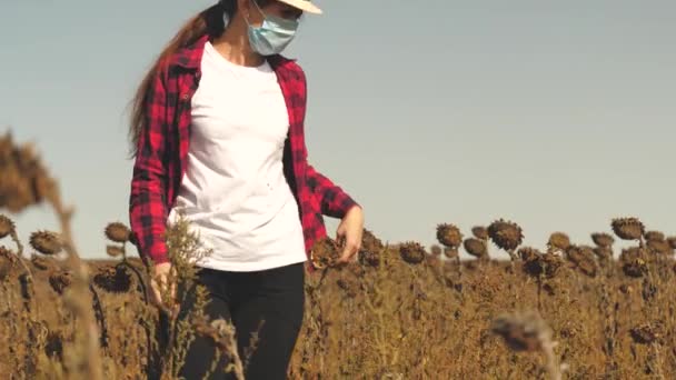 Dívka agronomista kontroluje zralost sklizně slunečnic pro sklizeň na poli. Kolektivní farmář pracuje tak, že analyzuje pěstovaná semena květin. Podnikatel, o kterého by se měl starat — Stock video
