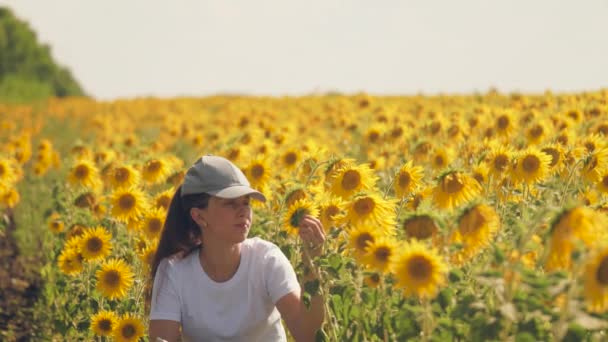 Meisjeszakenman op het land met zonnebloem maakt statistieken van de oogst in de tablet. Vergelijking van bereikte resultaten en doelstellingen. Het leven is computertechnologie. Agronomische zaken. Zonnebloemzaad — Stockvideo