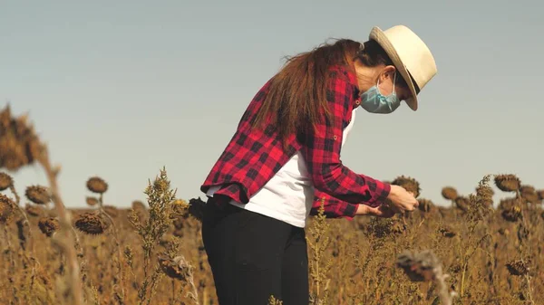 Het meisje agronomist controleert de rijpheid van de oogst van zonnebloemen voor het oogsten in het veld. De collectieve boer analyseert de geteelde bloemzaden. Een zakenman om voor te kunnen zorgen — Stockfoto