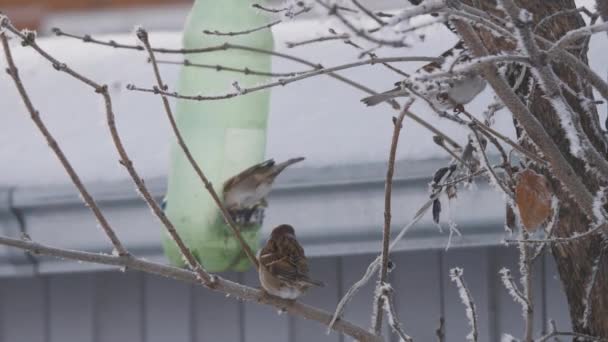 Sparrows fly around the plastic feeder in search of food in winter. Winged birds move from branch to branch trying to get sunflower seeds from the feeder. Wintering birds are starving and freezing — Stock Video