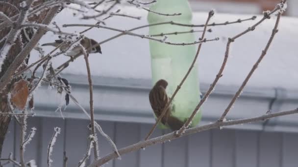 Sparrows fly around the plastic feeder in search of food in winter. Winged birds move from branch to branch trying to get sunflower seeds from the feeder. Wintering birds are starving and freezing — Stock Video