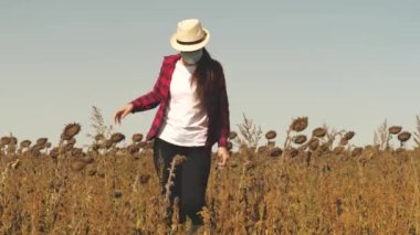 Tarım uzmanı kız tarlada hasat yapmak için ayçiçeği hasadının olgunluğunu kontrol ediyor. Toplu çiftçi, yetiştirilen çiçek tohumlarını analiz ederek çalışır. Bakılacak bir iş adamı.