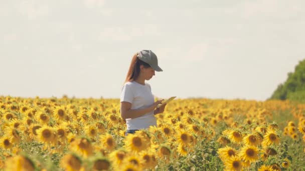 Девушка-агроном с планшетом работает в поле с подсолнухом. Выращивать семена для выжимки растительного масла. Сделать онлайн-продажи. Современные технологии. Заказ удобрений онлайн. Колхозник — стоковое видео