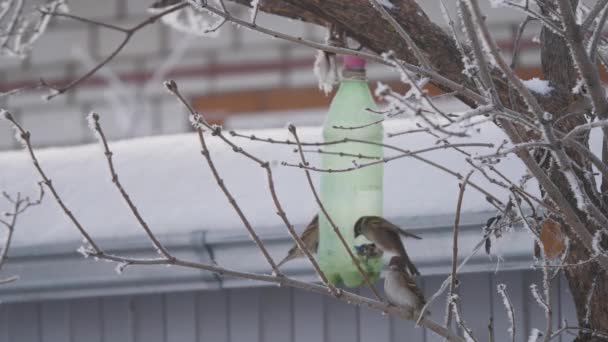 Sparrows zboară în jurul alimentatorului de plastic în căutare de alimente în timpul iernii. Păsările înaripate se mută de la ramură la ramură încercând să obțină semințe de floarea soarelui de la alimentator. Păsările de iarnă sunt înfometate și înghețate — Videoclip de stoc