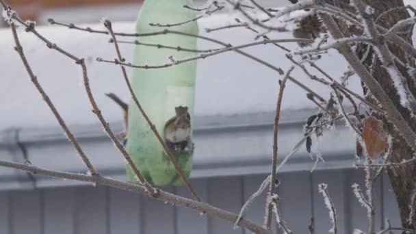 Os pardais voam ao redor do alimentador de plástico em busca de comida no inverno. As aves aladas se movem de galho em galho tentando obter sementes de girassol do alimentador. As aves invernais estão famintas e congeladas — Vídeo de Stock