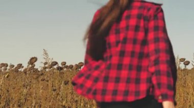 Tarım uzmanı kız tarlada hasat yapmak için ayçiçeği hasadının olgunluğunu kontrol ediyor. Toplu çiftçi, yetiştirilen çiçek tohumlarını analiz ederek çalışır. Bakılacak bir iş adamı.