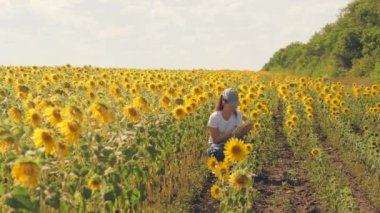 Elinde tablet olan bir tarım uzmanı ayçiçekleriyle dolu bir tarlada çalışıyor. İnternetten satış yap. Kız, tarlada bitki kültürünün büyümesini analiz ediyor. Modern teknoloji. Sıralama