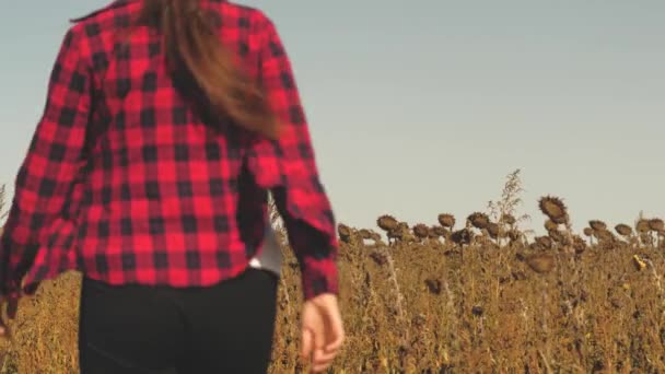 Dívka agronomista kontroluje zralost sklizně slunečnic pro sklizeň na poli. Kolektivní farmář pracuje tak, že analyzuje pěstovaná semena květin. Podnikatel, o kterého by se měl starat — Stock video