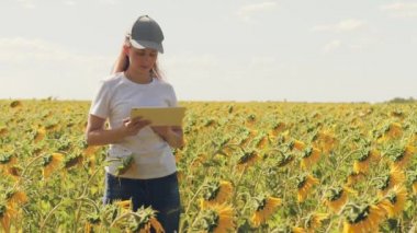 Tabletli bir tarımcı kız ayçiçeğiyle tarlada çalışıyor. Bitki yağı sıkmak için tohum yetiştir. Çevrimiçi satış yap. Modern teknolojiler. Gübre siparişi veriyorum. Toplu çiftçi
