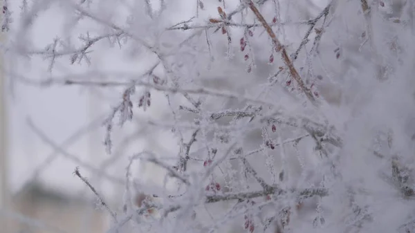 Ramo de árvore de inverno coberto com geada branca. Temporada fria. Gelo de neve. Dia gelado antes do Natal. Cristais transparentes de flocos de gelo brilham e brilham — Fotografia de Stock