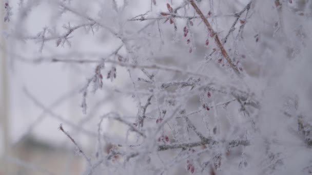 Os pardais voam ao redor do alimentador de plástico em busca de comida no inverno. As aves aladas se movem de galho em galho tentando obter sementes de girassol do alimentador. As aves invernais estão famintas e congeladas — Vídeo de Stock