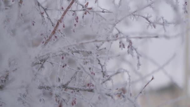 Mussen vliegen rond de plastic voerbak op zoek naar voedsel in de winter. Gevleugelde vogels bewegen van tak naar tak om zonnebloempitten uit de voerbak te halen. Overwinterende vogels verhongeren en vriezen — Stockvideo