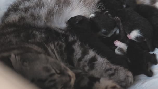Gato feliz madre alimenta a gatitos recién nacidos con leche materna, nutrición saludable equilibrada y lactancia materna, raza de mascotas pliegue escocés, bebés comen y beben — Vídeos de Stock
