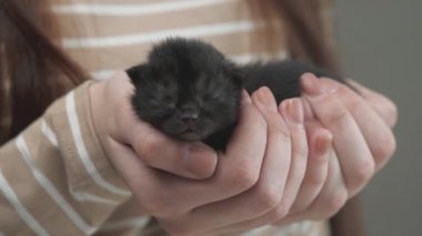 Kadın eli yeni doğmuş, kör, bej bir kedi yavrusunu tutuyor. Kadın ellerinde kör kedi yavrusu