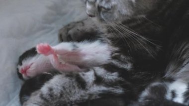 Mutlu anne kedi diliyle küçük bir kediyi yalıyor, yüzünü yıkıyor ve bebeği, kedi ailesini, tüylü hayvanları, kürkü ve çocukluk bebeğini yıkıyor.