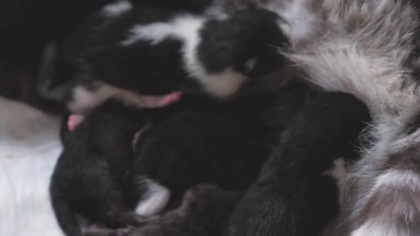 Un pisoi mic suge laptele de la sânul mamei sale, alăptarea la o pisică în timpul perioadei de hrănire a unui copil, îngrijirea maternă a animalelor de companie, primele zile de viață, aproape, conceptul unei familii feline — Videoclip de stoc