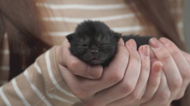Kadın eli yeni doğmuş, kör, bej bir kedi yavrusunu tutuyor. Kadın ellerinde kör kedi yavrusu