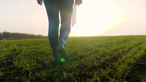 Landbouw. slimme landbouwtechnologie. close-up van boer lopen voeten in laarzen met digitale tablet lopen op groen veld van gras tarwe bij zonsondergang. landbouwconcept voor landbouwwandelingen — Stockfoto