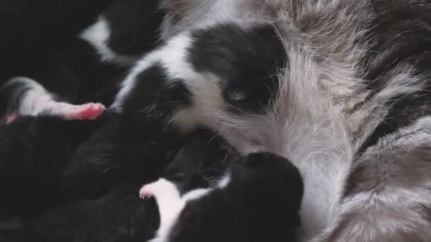 Gatinhos de peito pequeno chupar suas mães leite do peito, o gato mãe alimenta seus filhos, lactação das glândulas mamárias de animais domésticos — Vídeo de Stock