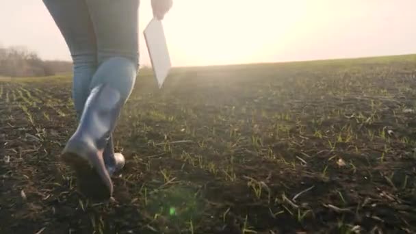 Agricoltura. tecnologia di agricoltura intelligente. primo piano di piedi di passeggiata contadino in stivali con passeggiata tablet digitale su campo verde di grano erboso al tramonto. agricoltore camminare concetto di agricoltura — Video Stock