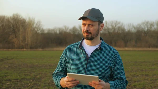 Landwirt im Feldweizen bei Sonnenuntergang. Ökokultur. Oberbäuerin, Geschäftsinhaberin schaut in Tablette in Feldweizen. Senior-Agronom mit Tablet in der Hand. Landwirt überprüft Öko-Pflanzen — Stockfoto