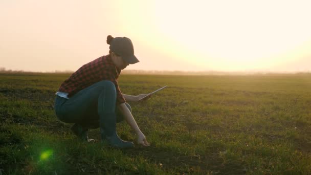 Una granjera trabaja con una tableta en la mano mientras se agacha en un campo verde en el cielo del atardecer, una mujer de negocios hace un análisis de la calidad de las plántulas en el suelo en una pantalla de gadget — Vídeos de Stock