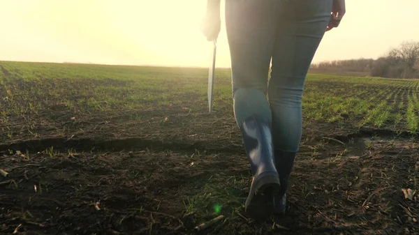 agriculture. smart farming technology. close-up of farmer walk feet in boots with digital tablet walk on green field of grass wheat at sunset. farmer walk agriculture concept