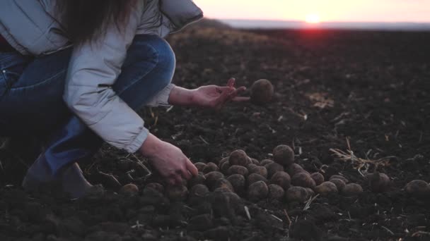 Ένας γεωργός ξεδιαλύνει καλές και κακές πατάτες που κάθονται σε ένα χωράφι, ένας γεωπόνος εργάζεται εξετάζοντας μια ποικιλία συγκομιδής λαχανικών, καλλιεργώντας φυτά στην ύπαιθρο — Αρχείο Βίντεο