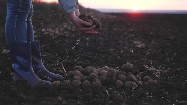 Farmář v botách sype brambory na zem, pěstuje zeleninu na poli, pěstuje rodinu nočních stínů v zemědělství, agronoma při práci pracuje na třídění pěstované plodiny — Stock video