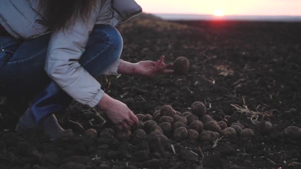 Farmář třídí dobré a špatné brambory sedící na poli, agronom zkoumá různé druhy sklizně zeleniny, pěstuje rostliny na venkově — Stock video