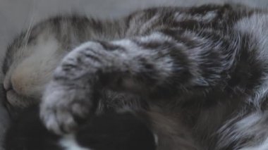 Bir kedi yavru kedileri anne sütüyle besler. Üreme kedi familyasıdır. Yavrular yemek yer. Yavrularıyla birlikte anne kedi dinlenir.
