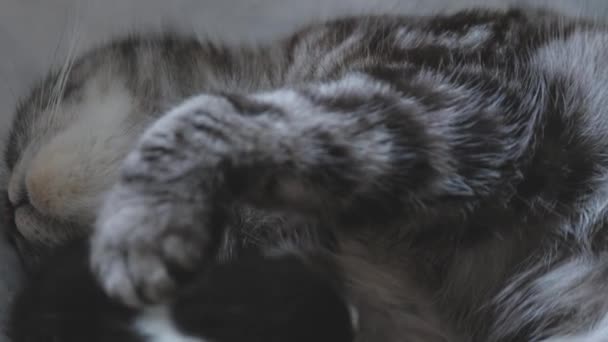 Um gato alimenta pequenos gatinhos com leite materno, reprodução é uma família felina, os gatinhos comem, uma gata mãe com seus filhos está descansando, saciar a sede, close-up de um animal de estimação, 4K — Vídeo de Stock