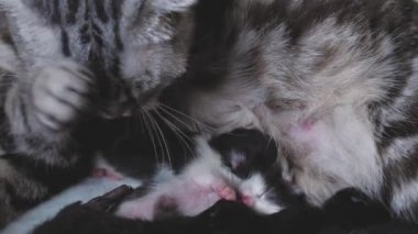 Anne kedi yüzünü yerde küçük kedilerle, uyuyan evcil hayvanlarla, kedilerden oluşan bir aileyle yıkar. Dilini yalarken ve temizlenirken, bebekleri severken.