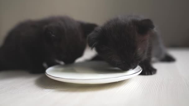 Gatinhos bonitos alimentando-se na tigela - gatos de gengibre tabby lambendo leite delicioso - close-up — Vídeo de Stock