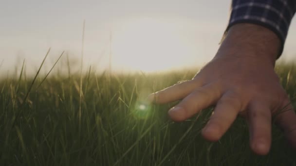 A mão de um fazendeiro, trabalhador masculino toca as folhas verdes de trigo. Cultivo de alimentos orgânicos no campo. Fazendeiro de mão em brotos de trigo. Agricultor em um campo de trigo verde inspeciona a colheita — Vídeo de Stock