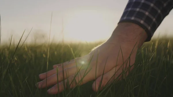 A mans hand touches green wheat at sunset, a farmers work in the field, a succulent lawn, checking the harvest at dawn, agricultural activities, the suns rays in the sky through seedlings, growing — Stock Photo, Image