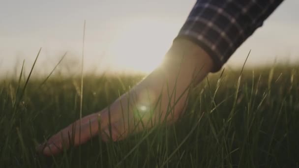 Uma mão de homem toca trigo verde ao pôr do sol, um fazendeiro trabalha no campo, um gramado suculento, verificando a colheita ao amanhecer, atividades agrícolas, os raios de sóis no céu através de mudas, crescendo — Vídeo de Stock