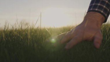 Bir adam gün batımında yeşil buğdaya dokunur, bir çiftçi tarlada çalışır, sulu bir çimen, şafak vakti hasatı kontrol eder, tarımsal faaliyetler, gökyüzündeki güneş ışınları fidelerden geçer, büyür.