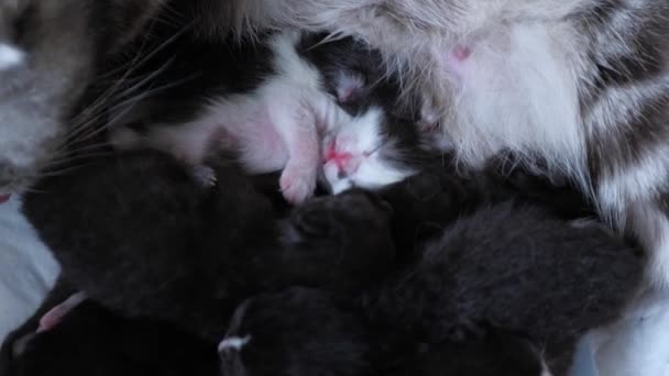 Mãe gato lava o rosto deitado no chão com gatinhos pequenos, animais de estimação adormecidos, uma família de felinos, lambendo a pele com a língua e ser limpo, amor para bebês — Vídeo de Stock